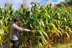 Perkuat Ketahanan Pangan, Polsek Tempursari Turun Langsung Kawal Petani Jagung di Desa Tegalrejo