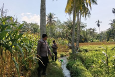 Polsek Randuagung Lumajang Komitmen Sukseskan Ketahanan Pangan melalui Pendampingan Petani