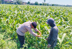 Bhabinkamtibmas Semampir Edukasi Petani Jagung, Dukung Swasembada Pangan Nasional