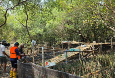 Rehabilitasi Pesisir, TPS Siapkan 15.000 Bibit Mangrove