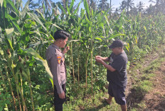 Dukung Asta Cita, Polsek Randuagung Sambang Desa dan Cek Lahan Jagung di Desa Salak