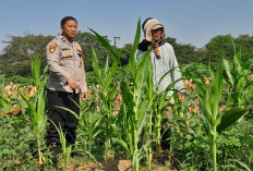 Polsek Krian Cek Pertumbuhan Jagung di Desa Junwangi, Sukseskan Swasembada Pangan