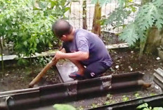 Keberadaan Hewan Liar Meresahkan, Warga Wiguna Timur Surabaya Sulap Bangunan Terbengkalai Jadi Urban Farming