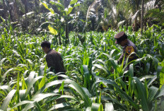 Dukung Asta Cita Presiden, Bhabinkamtibmas Polsek Ranuyoso Turun Langsung Dampingi Petani Jagung