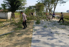 Respon Cepat Polsek Padas Evakuasi Pohon Tumbang di Jalan Raya, Pastikan Arus Lalin Lancar