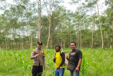 Kawal Program Asta Cita Presiden, Polsek Kunir Dampingi Petani Sukosari Menuju Swasembada Pangan