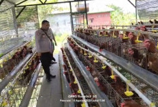 Polsek Rembang Dorong Budidaya Ayam Petelur di Kalisat Tambah Jaya