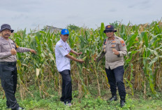 Sinergitas Dukung Ketahanan Pangan Melalui Tanam Jagung di Desa Seduri