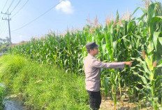 Polsek Sumbersuko Cek Produktivitas Jagung di Mojosari untuk Dukung Ketahanan Pangan