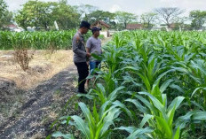 Bhabinkamtibmas Kedunggalar Monitoring Lahan Jagung Warga, Perkuat Ketahanan Pangan di Ngawi 