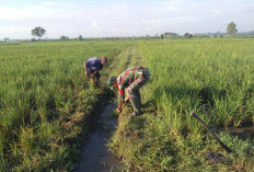 Babinsa Nogosari dan Warga Lumajang Kompak Bersihkan Irigasi Dukung Pertanian
