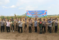 Kapolres Tulungagung Ikuti Panen Raya Jagung Serentak Kuartal II 2026 di Desa Jeli