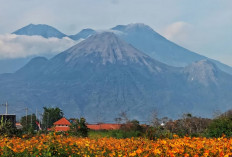 Pendakian Gunung Arjuno-Welirang Ditutup Dampak Kebakaran Hutan di Tahura R Soerjo