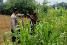 Polsek Krembung Apresiasi Sekolah Turut Dukung Ketahanan Pangan Melalui Tanaman Jagung