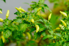 Tanpa Pestisida Kimia, Ini 5 Cara Alami atasi Hama Daun Keriting pada Tanaman Cabai