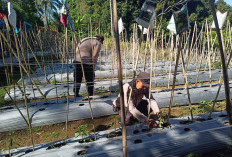 Sinergi Polri-Petani, Langkah Nyata Polsek Gucialit Dorong Ketahanan Pangan