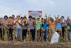 Polsek Balongbendo Gelar Panen Raya Jagung Serentak Kuartal I 2026