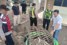 Penggerebekan 2 Arena Sabung Ayam di Kota Delta, Polisi Komitmen Berantas Judi