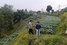Polsek Nongkojajar Dampingi Petani Blarang Budidaya Kubis untuk Dukung Ketahanan Pangan
