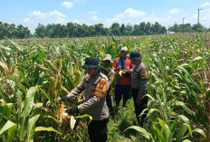 Polresta Sidoarjo Dorong Swasembada Pangan Lahan Jagung Di Balongbendo Siap Panen