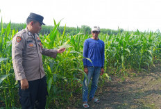 Polsek Krembung Dampingi Petani Kembangkan Lahan Jagung untuk Swasembada Pangan