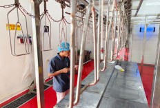 RPU Jeruk Lakarsantri Diklaim Kapasitas 5 Ribu, Realisasi Baru Ratusan Ekor