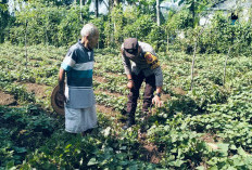 Bhabinkamtibmas Jogorogo Monitoring Pekarangan Cabai dan Terong Warga, Dukung Ketahanan Pangan di Ngawi 