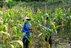 Bhabinkamtibmas Karanganyar Monitoring Tanaman Jagung Warga, Dukung Ketahanan Pangan di Ngawi 