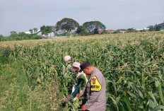 Demi Panen Maksimal, Bhabinkamtibmas Banjaran Intensif Dampingi Petani Jagung