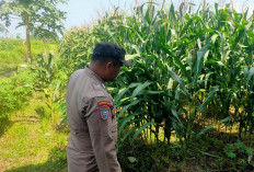 Bhabinkamtibmas Polsek Kunir Cek Pertumbuhan Jagung Warga Kabuaran Lumajang