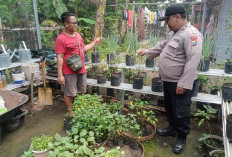 Bhabinkamtibmas Kedunggalar Monitoring Budidaya Cabe Warga, Dukung Ketahanan Pangan Mandiri di Ngawi 