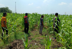 Dorong Swasembada Pangan, Polisi Cek Lahan Jagung di Jabaran Balongbendo