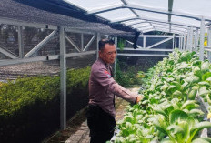    Polres Pelabuhan Tanjung Perak Perkuat Ketahanan Pangan Melalui Hidroponik Petekan di Surabaya