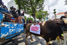 Tolak Relokasi, Ratusan Jagal RPH Pegirian Kepung DPRD Surabaya, Ancam Sembelih Sapi di Depan Gedung