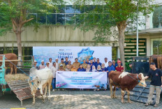 Terminal Teluk Lamong Bagikan 12 Sapi dan 21 Kambing