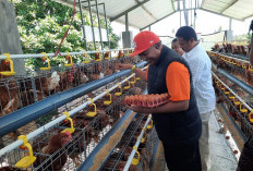 Gandeng BI, Pemkab Situbondo Luncurkan Bantuan 1.000 Kandang untuk Kendalikan Inflasi