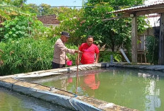 Bhabinkamtibmas Geneng Monitoring Budidaya Lele, Dukung Ketahanan Pangan dan Gizi Warga