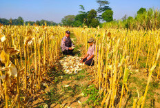 Bhabinkamtibmas Sidomulyo Dampingi Panen Jagung, Wujud Nyata Dukungan Polri pada Ketahanan Pangan Nasional