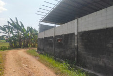 PBG Belum Diajukan, Aktivitas Pengelolaan Ayam di Sugihwaras Disorot