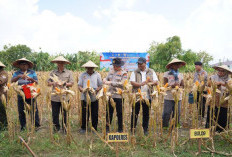 Ikuti Panen Raya Jagung via Jaringan Virtual, Kapolres  Bojonegoro Perkuat Ketahanan Pangan
