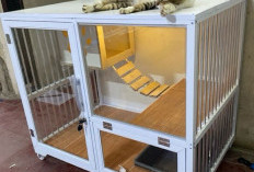 Inspirasi Kandang Kucing Outdoor dari Baja Ringan, Kokoh dan Estetik di Lahan Sempit