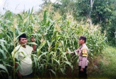 Puncak Kemarau, Polsek Konang Pantau Tumbuh Kembang Tanaman Jagung Petani 