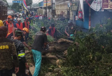 Dua Pohon Trembesi Raksasa Tumbang di Jelbuk Jember, Timpa Pemotor dan Picu Kemacetan Panjang