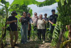Gandeng Akademisi, Polsek Kenjeran dan Mahasiswa UPN Riset Kualitas Jagung di Lahan Tambak Wedi