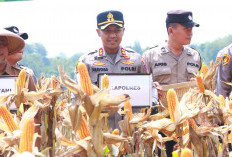 Panen Raya Jagung Serentak Kuartal II 2026, Polres Ngawi Dukung Ketahanan Pangan Nasional Bersama Presiden