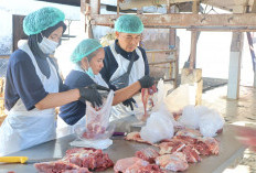 Iduladha 2026, RPH Surabaya Fokus Potong Sapi, Tarif Naik Jadi Rp2,8 Juta per Ekor