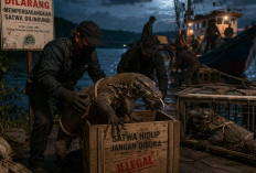 Polda Jatim Gagalkan Penyelundupan Komodo dari NTT, Dua Orang Dikabarkan Jadi Tersangka