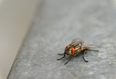 Tanpa Disadari Kebiasaan Sepele Ini Jadi Penyebab Lalat Masuk dan Bersarang di Dalam Rumah