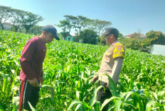 Perkuat Ketahanan Pangan, Bhabinkamtibmas Polsek Mojoroto Edukasi Petani Jagung Kelurahan Ngampel
