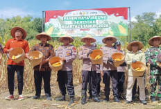 Polres Ngawi Gelar Panen Raya Jagung Serentak di Geneng